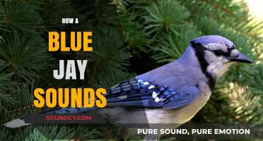 Exploring the Unique and Vibrant Sounds of a Blue Jay