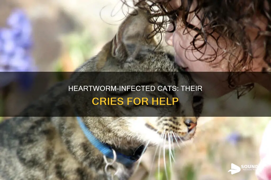 how a cat sound with heartworms