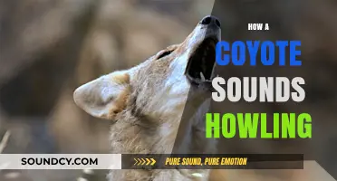 Unveiling the Eerie Melody: How Coyotes Sound When Howling