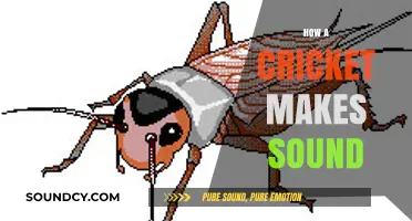 Unveiling the Science Behind a Cricket's Chirping Mechanism