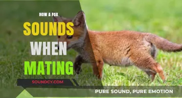 Fox Mating Calls: What Do They Sound Like?