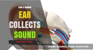 The Human Ear: Capturing Sound