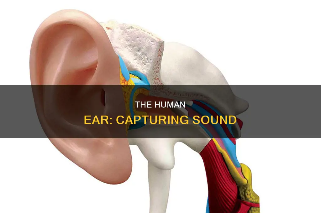 how a human ear collects sound