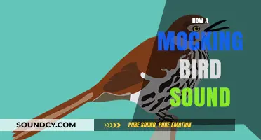Exploring the Mimicry: How a Mockingbird Creates Its Unique Sounds