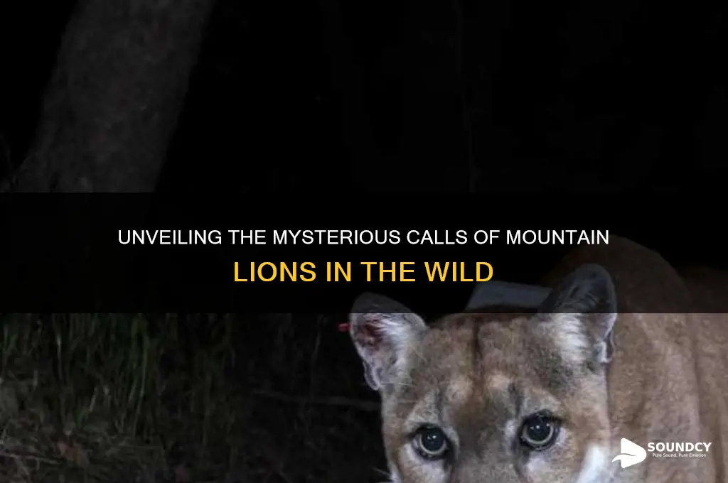 how a mountain lion sounds