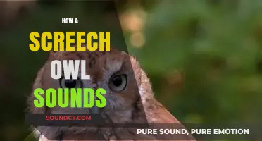 Unveiling the Eerie Calls of the Screech Owl: A Sonic Guide