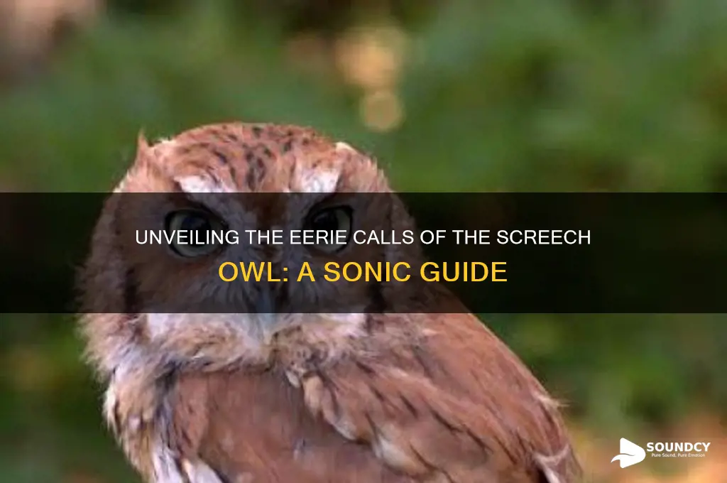 how a screech owl sounds