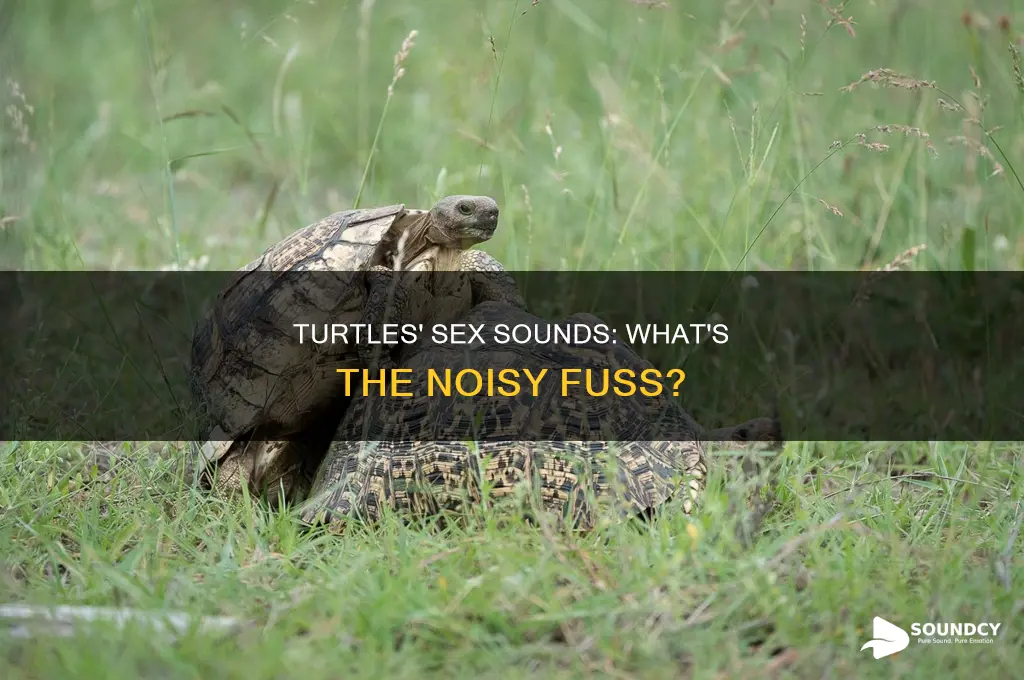 how a turtle sounds during sex