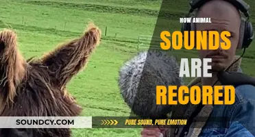 Capturing Nature's Voices: The Art of Recording Animal Sounds