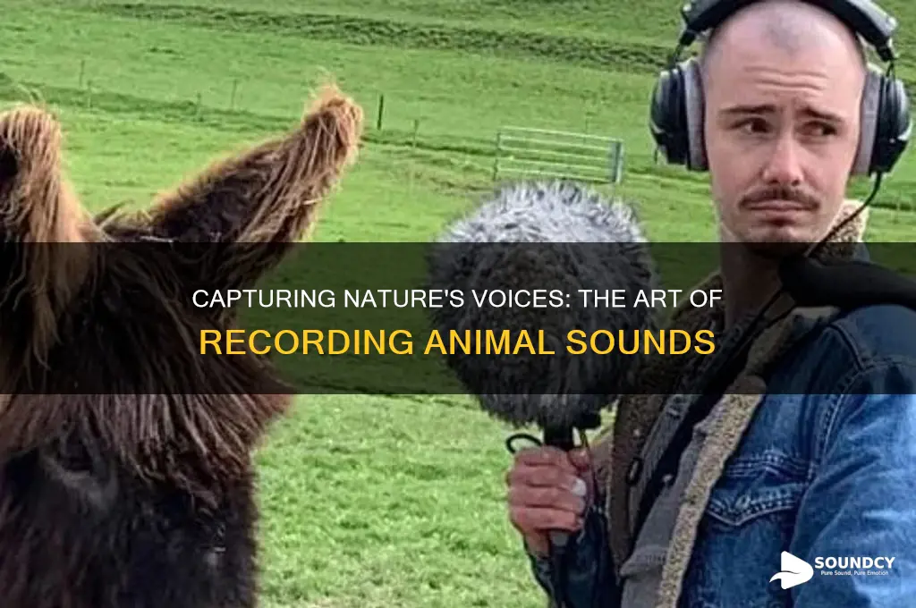 how animal sounds are recored