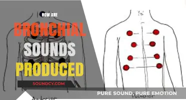 Understanding Bronchial Sounds: Mechanisms and Production Explained Simply
