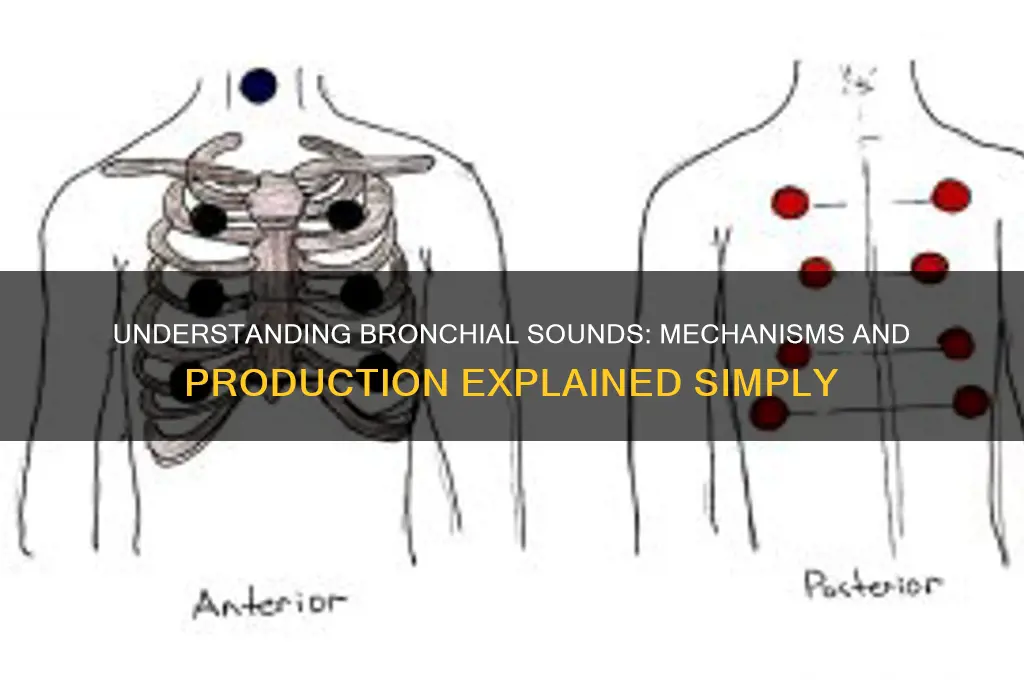 how are bronchial sounds produced