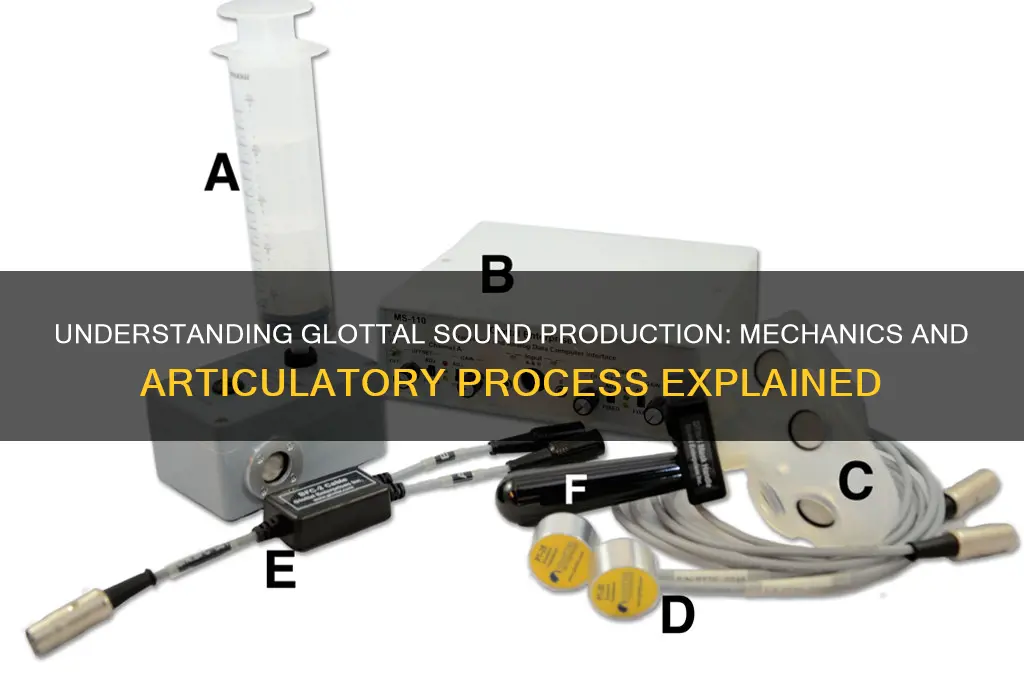 how are glottal sounds created