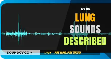 Understanding Lung Sounds: Descriptions, Types, and Clinical Significance