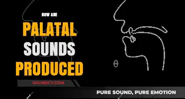 Understanding Palatal Sounds: Production Techniques and Articulatory Mechanics