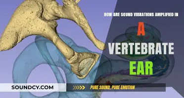 Amplifying Sound: The Intricate Mechanics of Vertebrate Ear Vibrations