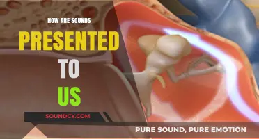 The Science of Sound: How We Hear