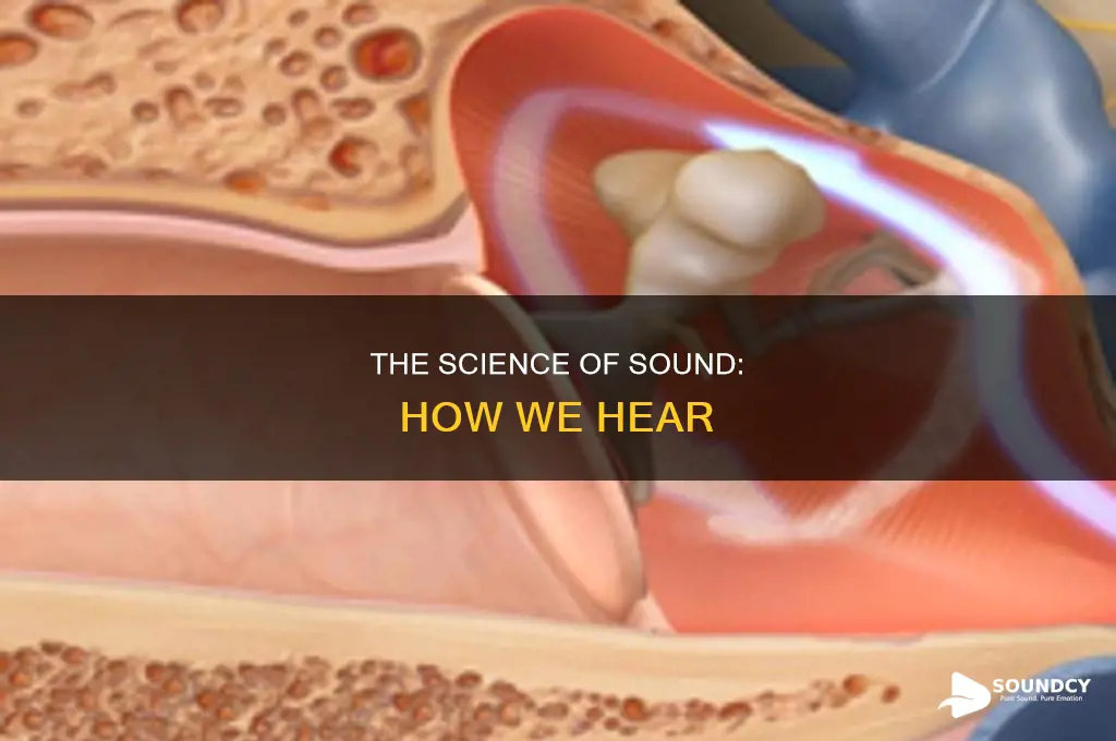 how are sounds presented to us