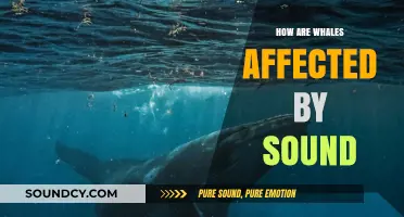 Sound Pollution: A Whale's Tale
