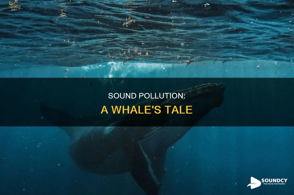how are whales affected by sound