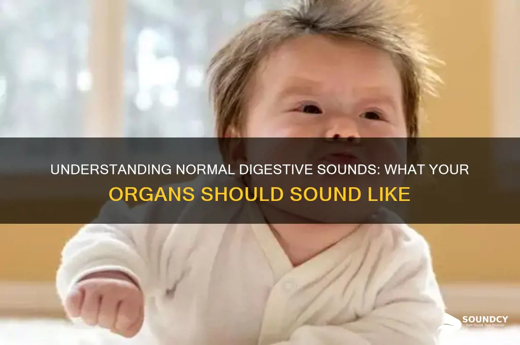 how are you digestive organs suppose to sound normally