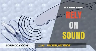 Baleen Whales: Navigating the Ocean with Sound