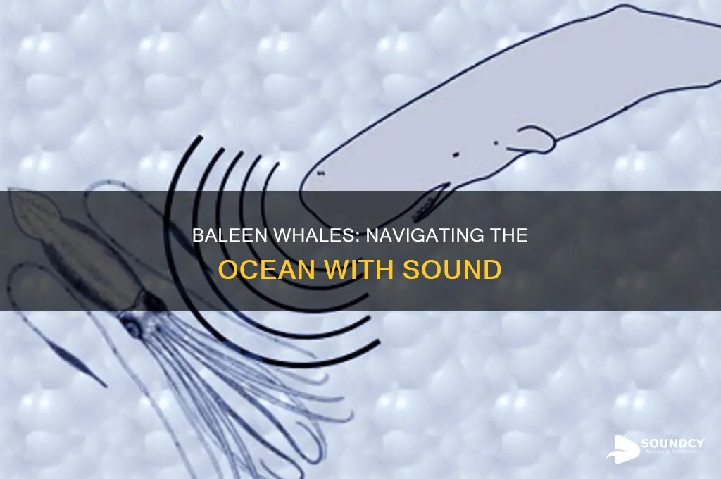 how baleen whales rely on sound