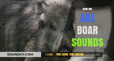Exploring the Size and Impact of Boar Sounds in the Wild
