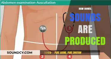 Understanding Bowel Sounds: The Science Behind Their Production and Significance