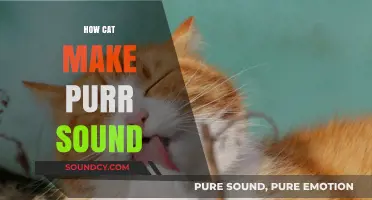 The Science Behind How Cats Produce Their Soothing Purr Sound