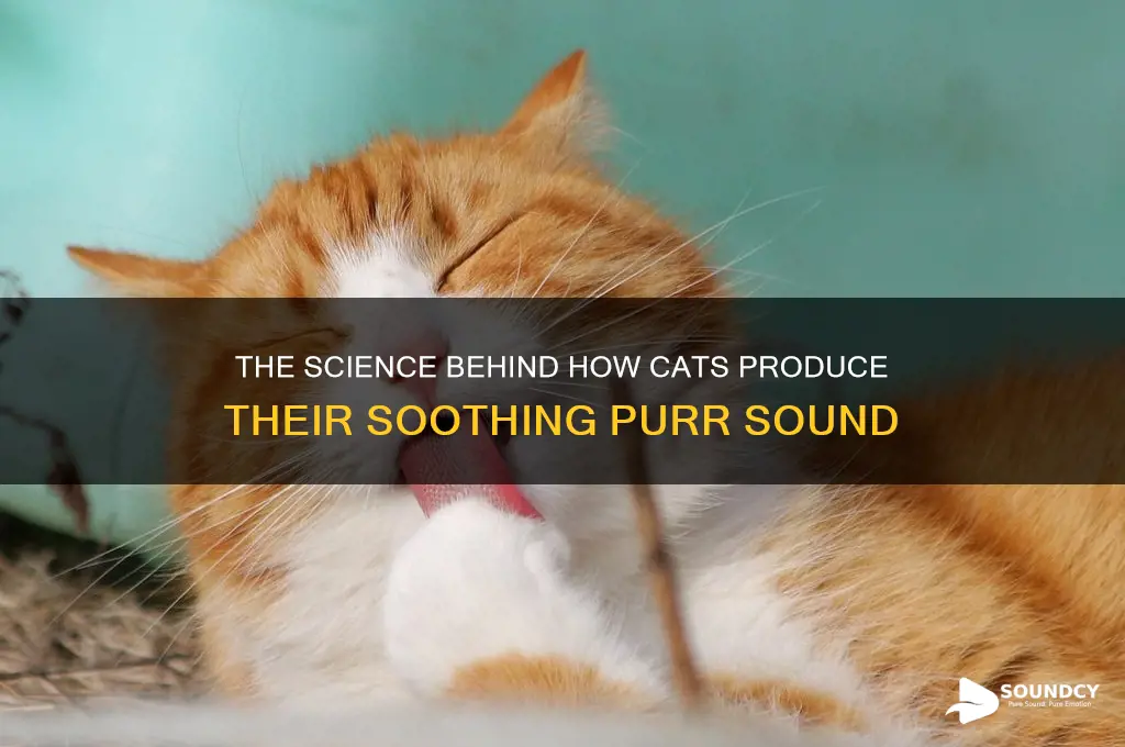 how cat make purr sound