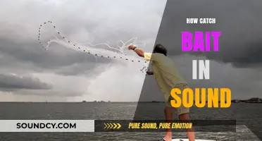 Mastering Bait Catching: Techniques for Successful Sound Fishing Adventures