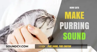 The Science Behind Cats' Purring: How Felines Create Their Signature Sound