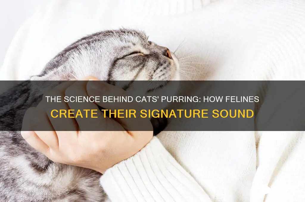 how cats make purring sound