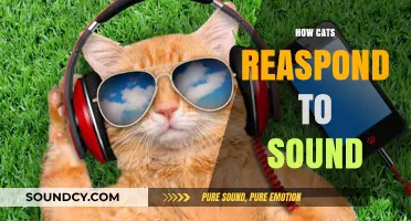 Understanding How Cats Respond to Sounds: Insights into Feline Hearing