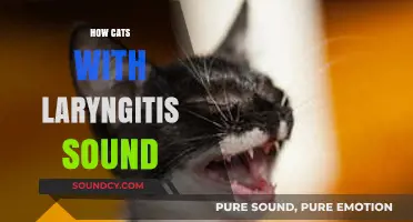 Silent Meows: Understanding How Cats with Laryngitis Communicate