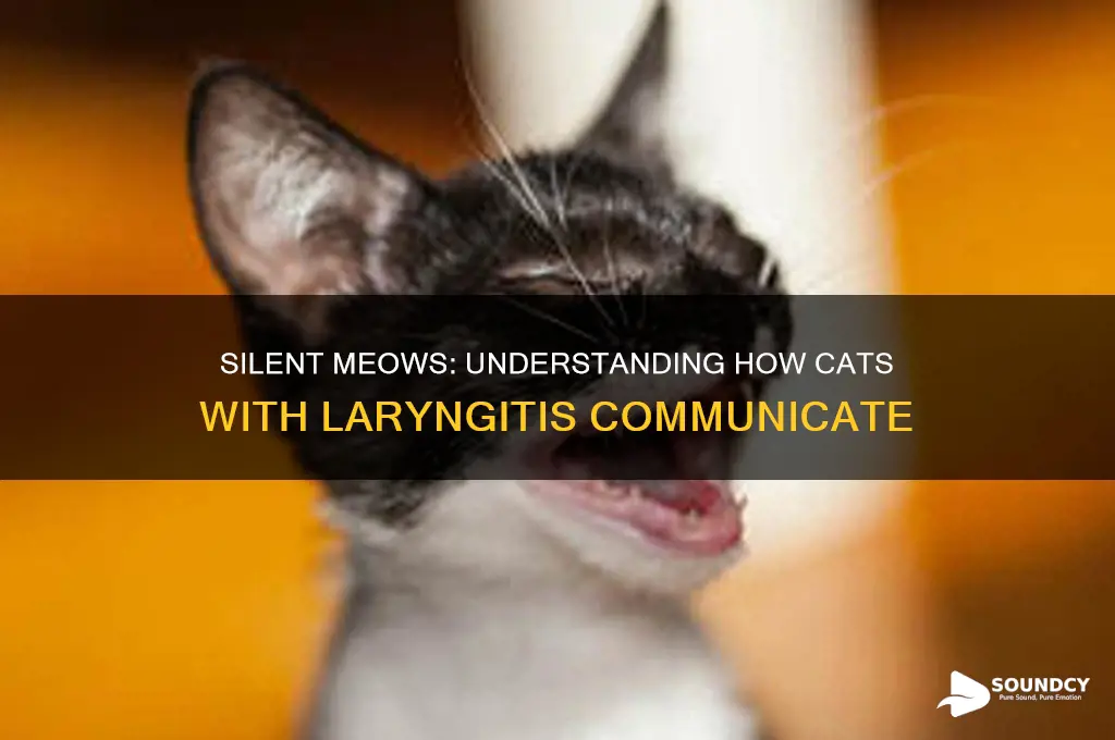 how cats with laryngitis sound