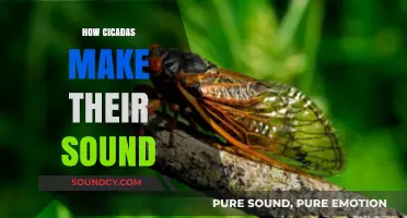 Unveiling the Buzz: How Cicadas Create Their Iconic Summer Sounds