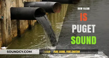 Exploring Puget Sound's Water Quality: How Clean Are Its Waters?