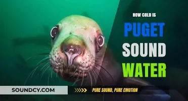 Exploring the Frigid Depths of Puget Sound