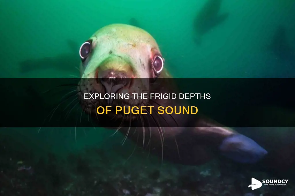 how cold is puget sound water