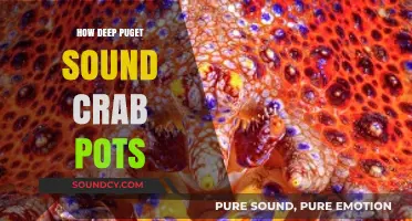 Strategic Crabbing: Puget Sound's Crab Pot Depth Secrets