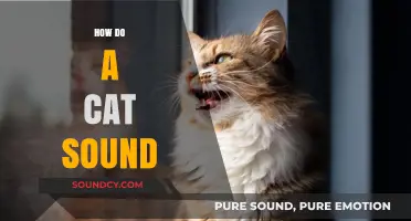 Understanding the Unique Sounds Cats Make and What They Mean