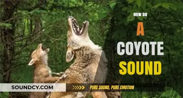 Unraveling the Mysterious and Haunting Sounds of Coyotes in the Wild