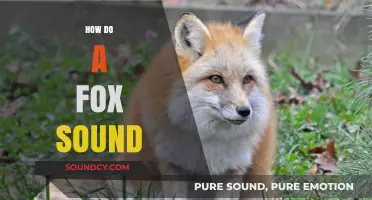 Unveiling the Unique Vocalizations: How Does a Fox Sound?