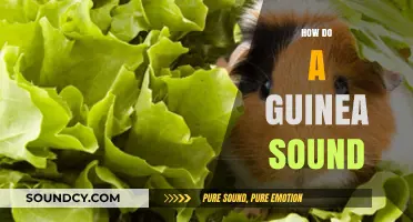 Understanding Guinea Pig Sounds: Decoding Their Unique Vocalizations and Meanings