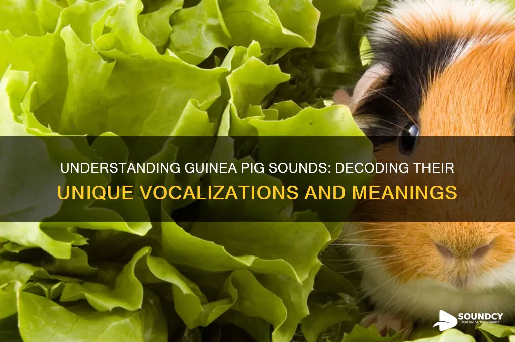 how do a guinea sound