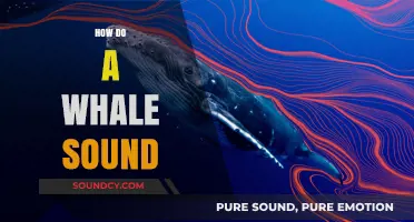 Exploring the Majestic World of Whale Sounds and Communication