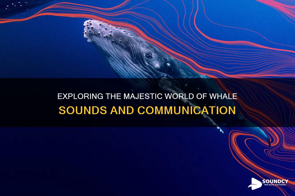 how do a whale sound