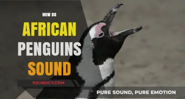Discover the Unique Vocalizations of African Penguins: Sounds Explained